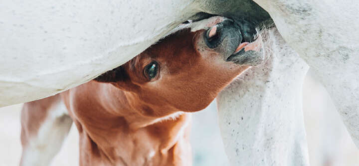 derby zucht fohlen banner